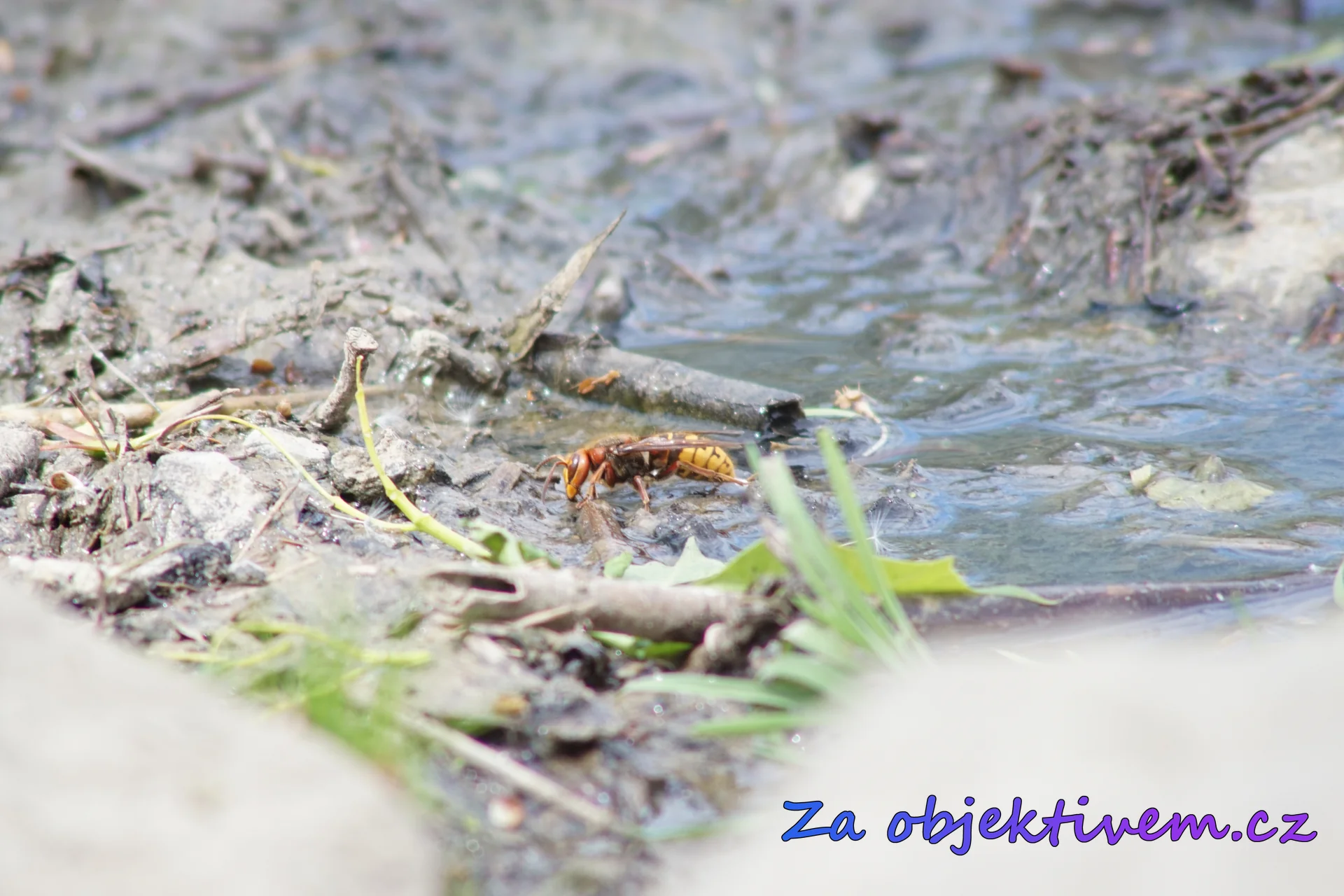 Sršeň obecná